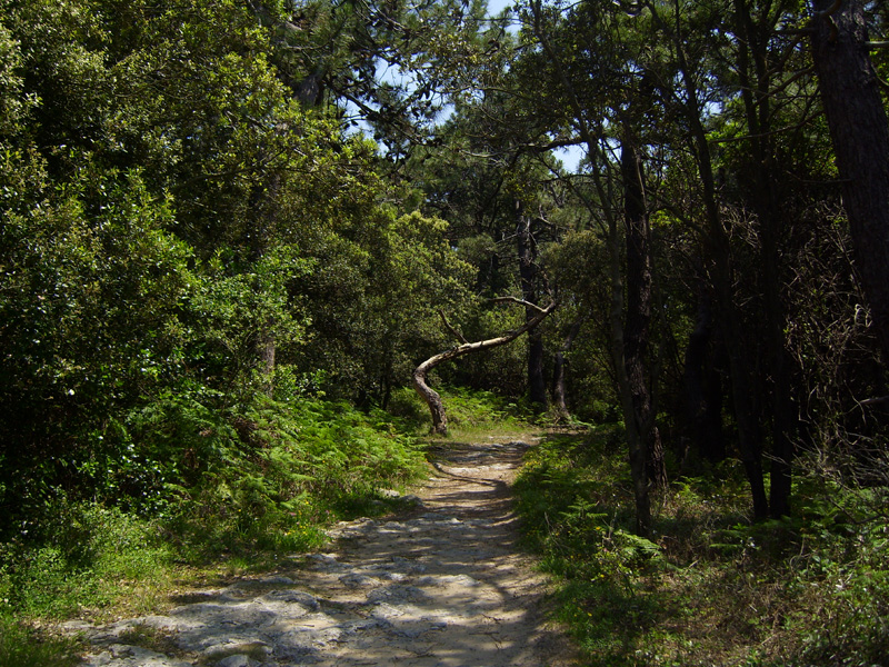 Paseo de la costa encinar